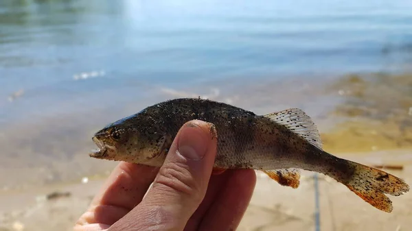 Pêche Pour Filer Sur Rivière — Photo