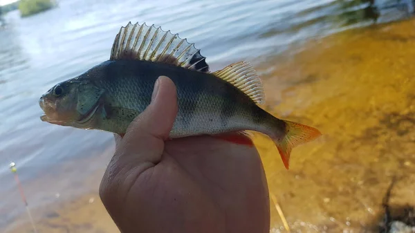 Pêche Pour Filer Sur Rivière — Photo