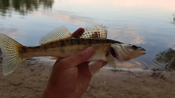 Fiske Efter Spinnfiske Älven — Stockfoto