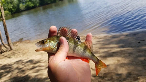 川で回転させるための釣り — ストック写真