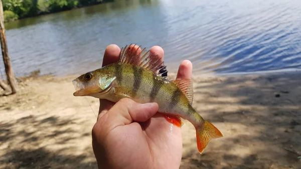 Fiske Efter Spinnfiske Älven — Stockfoto