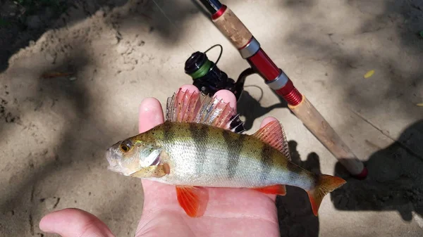 Pêche Pour Filer Sur Rivière — Photo