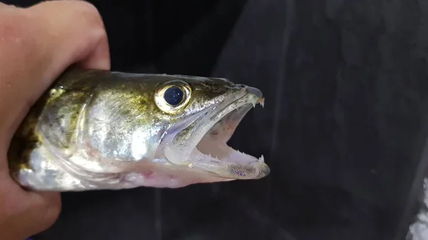 川で回転させるための釣り — ストック写真