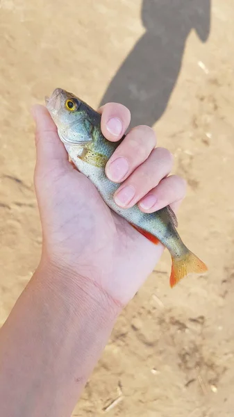 Pesca Filatura Sul Fiume — Foto Stock