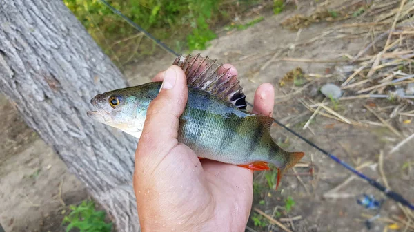 Pêche Pour Filer Sur Rivière — Photo