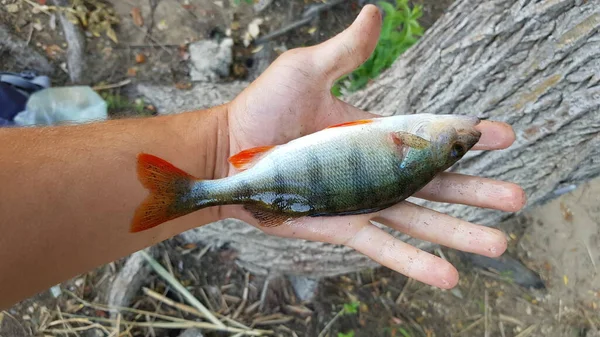 Fiske Efter Spinnfiske Älven — Stockfoto