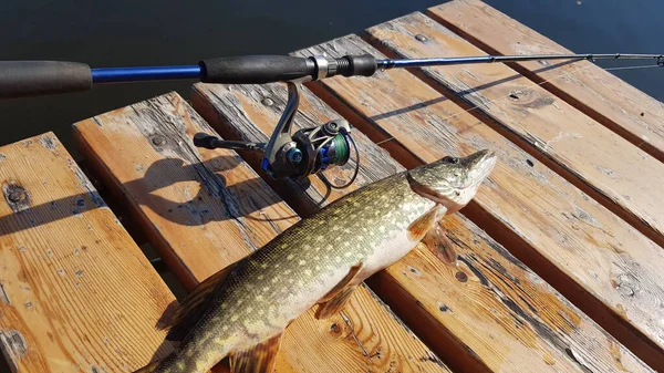 Fiske Efter Spinnfiske Älven — Stockfoto