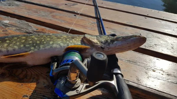 Pêche Pour Filer Sur Rivière — Photo