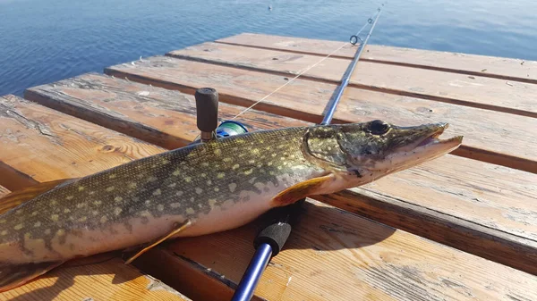 Pesca Para Spinning Río —  Fotos de Stock