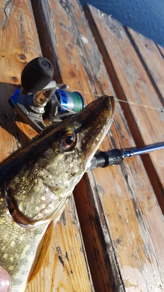 Pesca Para Spinning Río —  Fotos de Stock