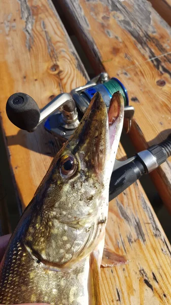 Pêche Pour Filer Sur Rivière — Photo