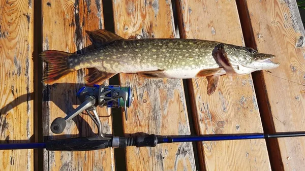 Fishing Spinning River — Stock Photo, Image