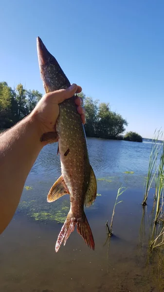 Fiske Efter Spinnfiske Älven — Stockfoto