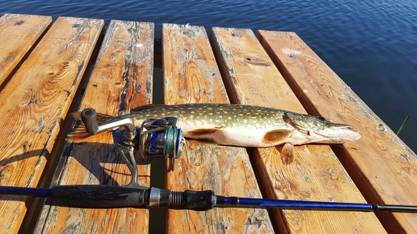 Fishing Spinning River — Stock Photo, Image