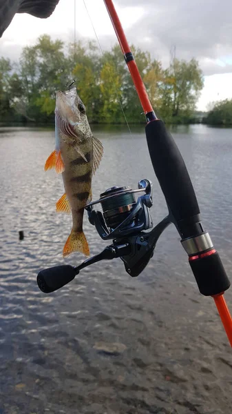 Fiske Efter Spinnfiske Älven — Stockfoto