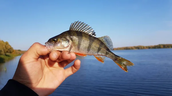 Pesca Para Spinning Río —  Fotos de Stock