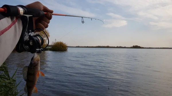 Fiske Efter Spinnfiske Älven — Stockfoto