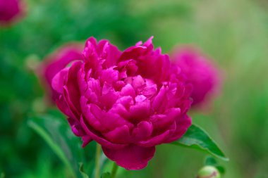 Şakayık Çiçeği yeşil bir arka plan üzerinde