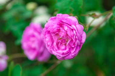 Yeşil arka planda Gül Çiçeği