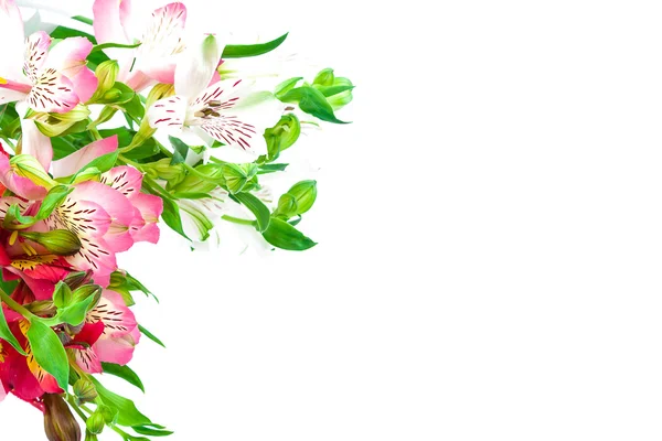 Bukett av rosa, gula och vita liljor. — Stockfoto