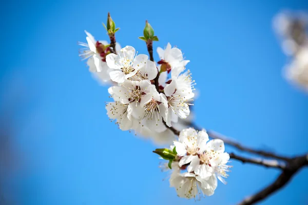 Flowering cherry on a sunny day. — Stock Photo, Image