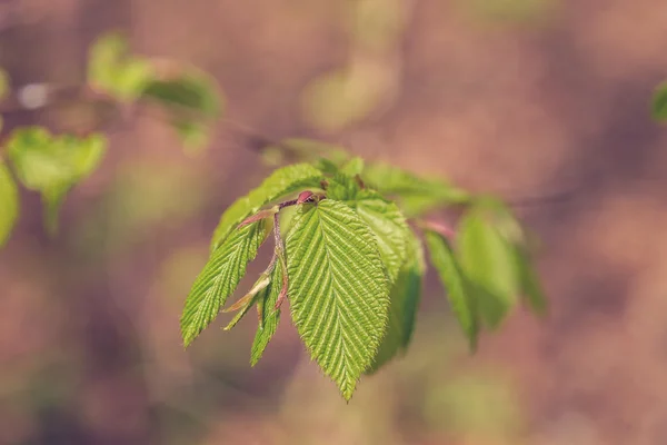 Zacht groen blad in het bos — Stockfoto