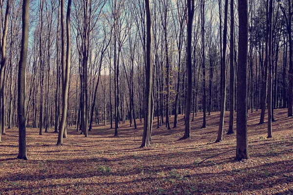 Kala träd i skogen höst — Stockfoto