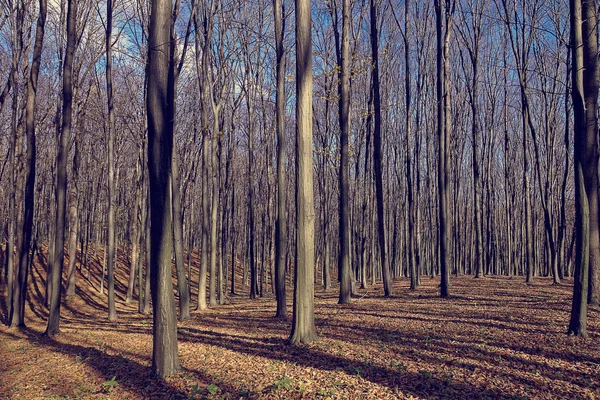 Árvores nuas na floresta de outono . — Fotografia de Stock