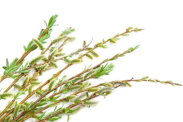 Delicate flowering willow branch on white. — Stock Photo, Image