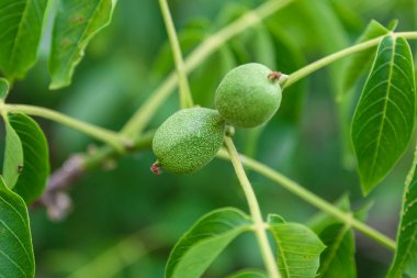 Meyve ceviz ile yeşil dal.