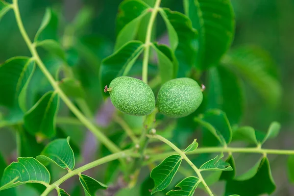 Branche verte aux fruits noix . — Photo