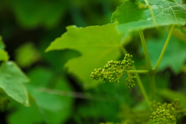 ブドウの房を持つつる植物. — ストック写真