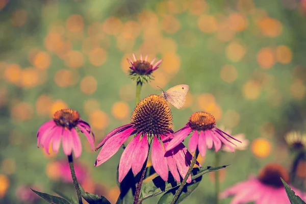 Pink flowers with a butterfly. — Stock Photo, Image