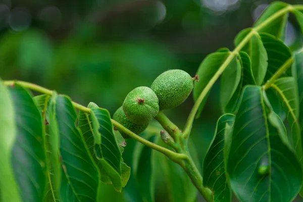 Ramo verde con frutta noci . — Foto Stock
