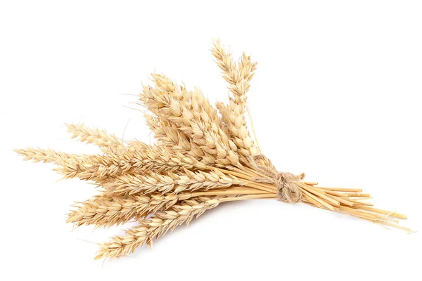 Hoja de espigas de trigo sobre fondo blanco . — Foto de Stock