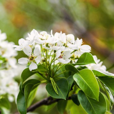 Armut Ağacı çiçek şube.