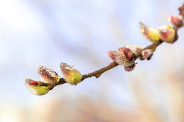 Hassas çiçekli söğüt dalı güneşli bir günde.