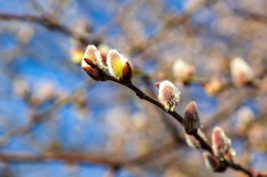 Hassas çiçekli söğüt dalı buz sarkıtları ile