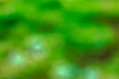 Bulanık orman yeşillik bir zemin olarak