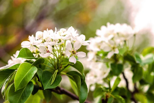 Blossoming branch of a pear tree. — Stock Photo, Image