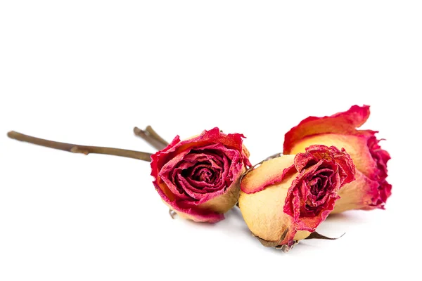 Rosa rossa secca su sfondo bianco . — Foto Stock