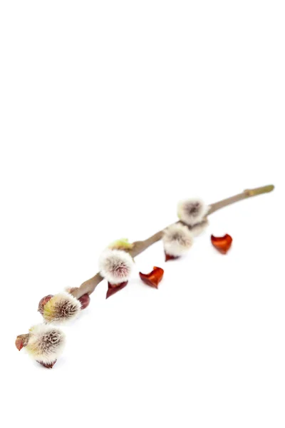 Delicato ramo di salice fiorito su bianco . — Foto Stock