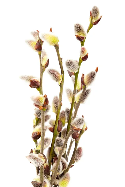 Delicada rama de sauce con flores en blanco . —  Fotos de Stock