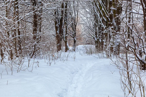 Snow covered trees in the winter forest — Stock Photo, Image