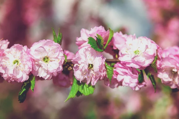 Kvetoucí větev s růžovými květy. — Stock fotografie