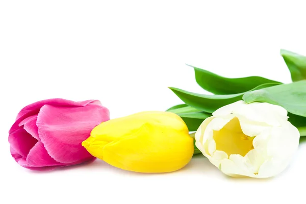 Fresh tulips isolated on white background. — Stock Photo, Image