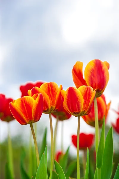 Červené a žluté tulipány proti modré obloze — Stock fotografie