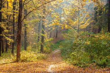 Güneş ışığı altında sonbahar orman
