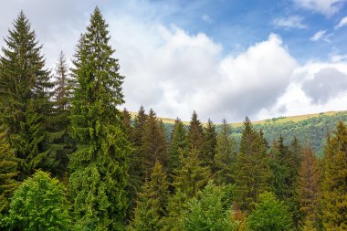Dağlardaki bahar ormanı