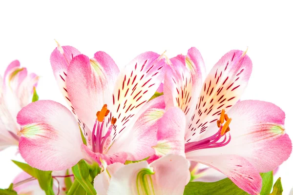 Strauß rosa Lilien auf weißem Hintergrund. — Stockfoto